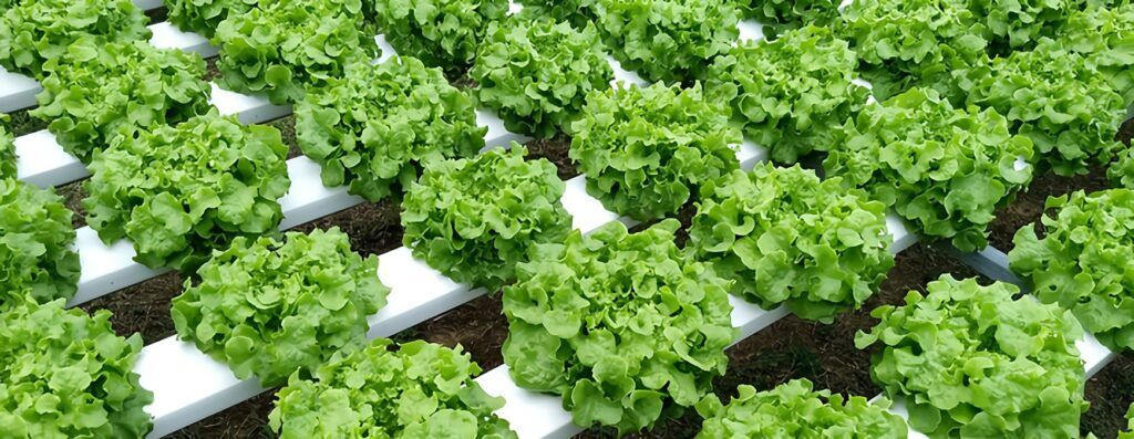 dutch hydroponic indoor farming